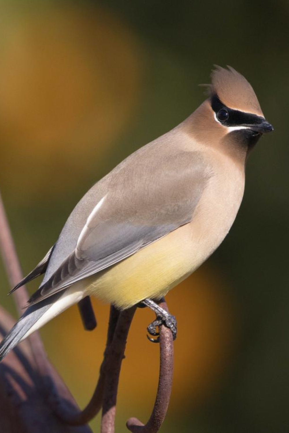 Birds in flight and forest animals by Lake Superior's shores, representing the diverse wildlife of the region.